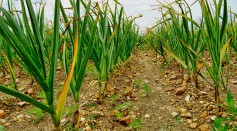 Benefits of Organic Farming for Soil and Garlic Health