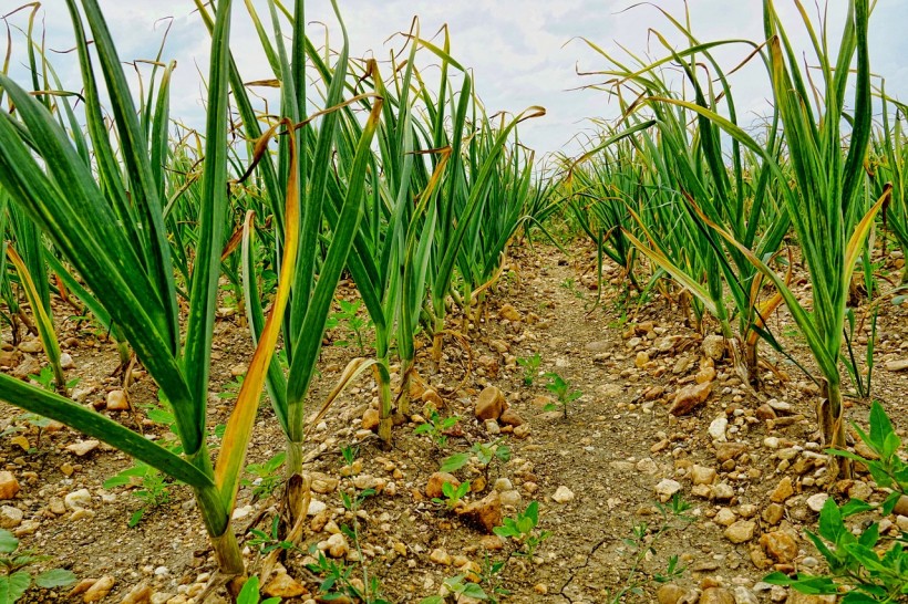 Benefits of Organic Farming for Soil and Garlic Health