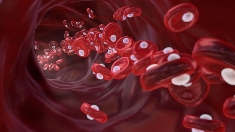 Red blood cells transporting oxygen molecules in healthy artery