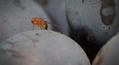 Scientists Map Fruit Fly Brain, Marking Milestone in Neurobiological Research