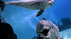 Dolphins Show Open-Mouth 