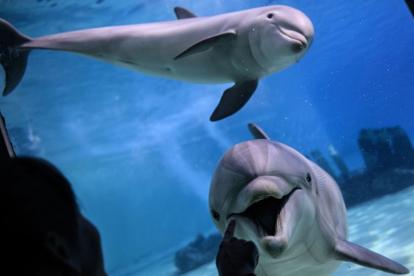 Dolphins Show Open-Mouth 