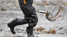 Record Low Salmon Stocks in UK Rivers Raise Alarms on Environmental Impact