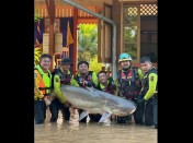 Massive 200-Pound Catfish Rescued From Mekong River After Being Trapped in Flood