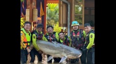 Massive 200-Pound Catfish Rescued From Mekong River After Being Trapped in Flood