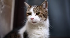 Slow Blinking Can Strengthen Your Bond with Your Cat: Research