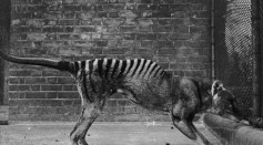 Tasmanian Tiger Extinct