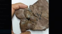 Ancient Mini Dinosaur Eggs Uncovered in China: Could They Belong to a New T. Rex Relative?