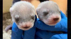 Cloned Black-Footed Ferret Gives Birth to Two Healthy Kits