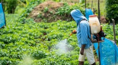 Prostate Cancer Incidence, Mortality Increased by Exposure to Pesticides, Study Finds