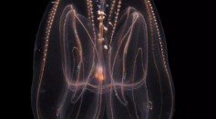 Atlantic Comb Jelly’s Age Reversal Surprises Scientists