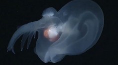 Glowing Sea Creature Found Miles Below Ocean Surface