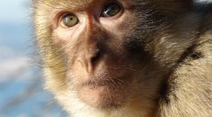 Gibraltar Macaque