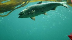 Chinook Salmon