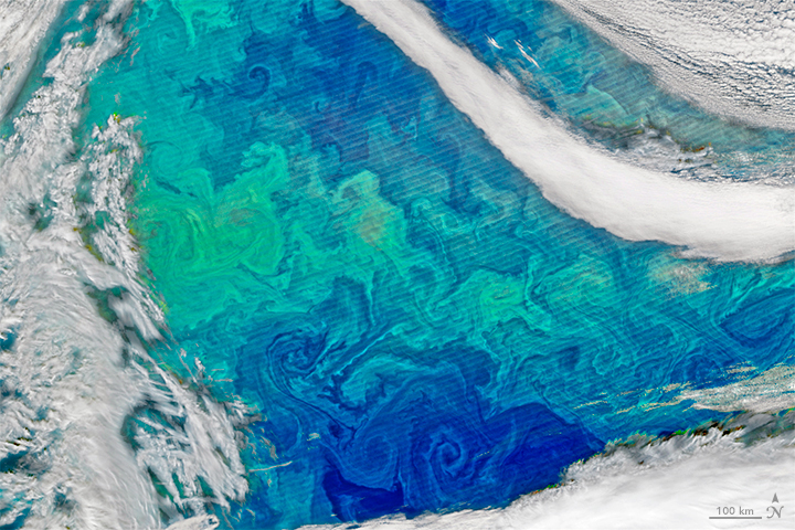 Phytoplankton Bloom Puts Color In The Ocean  Science Times