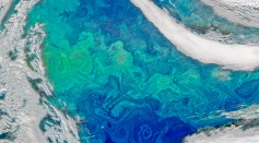 Phytoplankton