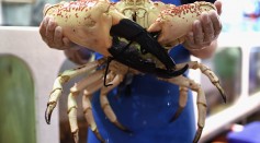 Sydneysiders Flock To Fishmarkets At Christmas Time