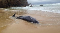 Rare Beaked Whale Washed Ashore in Australia, Oct 14.