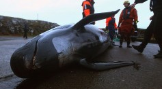 Concern Grows Over A Possible Mass Stranding Of Up To A Hundrew dPilot Whales On A Scottish Beach