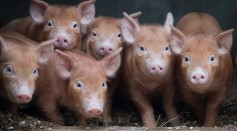 Recently arrived rare breed Tamworth Piglets settle into their new home at the farm at the Lost Gardens of Heligan near St Austell on December 14, 2016 in Cornwall, England. 