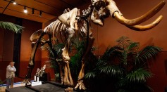  A woolly mammoth skeleton with 90 percent of its original bones is displayed at the Venetian Resort Hotel Casino September 30, 2009 in Las Vegas, Nevada.