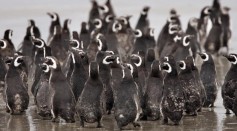 A Colony Of Magellanic Penguins