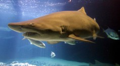 A shark swims in a tank at the New York Aquarium August 7, 2001 in Coney Island, New York City.