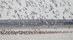 Climate Change Causes Birds to Migrate
