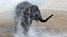 Asian elephant Kandula, 3, plays in a jet of water during the annual 'Pumpkin Stomp' November 8, 2005 at the Smithsonian National Zoological Park in Washington, DC. 