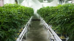 Cannabis plants grow in the 'vegetation room' at Vireo Health's medical marijuana cultivation facility, August 19, 2016 in Johnstown, New York.