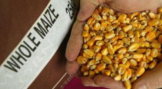 A handful of forage maize seed is held March 5, 2004 in Bishop's Stortford, England.