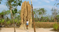 Litchfield, Cathedral Termite Mound