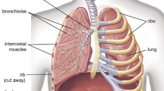 Human lungs showing diaphragm, ribs, trachea, bronchi, bronchioles, human anatomy (Science Pathways 2016.)