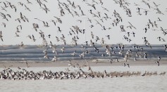 FIle photo of birds.