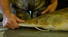 A pallid sturgeon is calmed by researcher at a captive breeding facility.