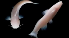 Mystery blind Mexican catfish Eyeless animals thriving Texas cave knows got there