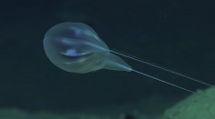 Top 10 Recently Discovered DEEP SEA Creatures