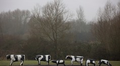 Milton Keynes' famous Concrete Cows sculpture created by Canadian artist Liz Leyh in 1978, stand on the outskirts of the town on January 23, 2017 in Milton Keynes, England. 