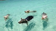 Bahamas' Swimming Pigs