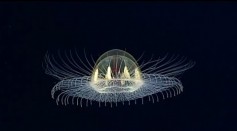 UFO jellyfish spotted in Samoa