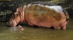 El Salvador national zoo's beloved Gustavito the Hippo was killed by gang violence