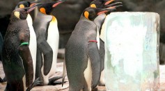 King penguins at Tokyo's Ueno Zoo gather together