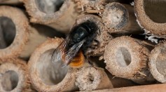 Mason bee / builder bee Osmia cornuta sealing nest cavity with mud in hollow stem at insect hotel for solitary bees.