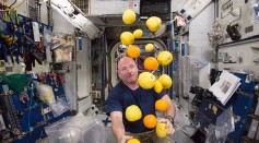 NASA astronaut Scott Kelly corrals the supply of fresh fruit that arrived on the Kounotori 5 H-II Transfer Vehicle (HTV-5.) August 25, 2015 in space.