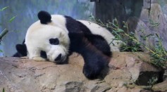Study Reveals Why Pandas Are Black And White