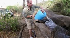 Prince William, Duke of Cambridge, Royal Patron of Tusk and President of United For Wildlife cools the body of 'Matt', a huge tranquilised bull elephant