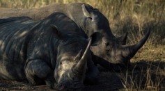 Wildlife In Kruger National Park