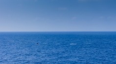 Whales - True's Beaked - in Bay of Biscay