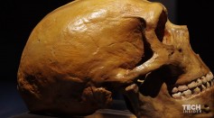 Neanderthal teeth reveal truth of the 'paleo diet'