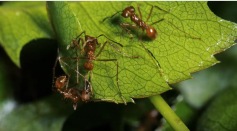 The ants use their special mandibles to saw off pieces of plants. 